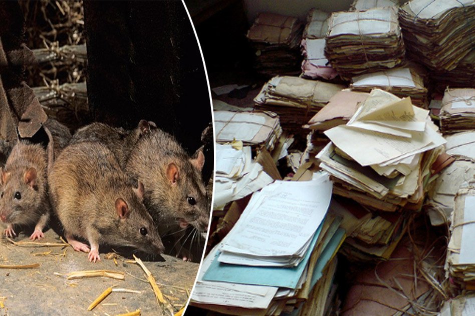 Rats Are Eating Files Along With Food Scraps In East Delhi Municipal  Headquarter